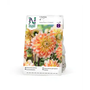 Vårløk dekorative georginer Peaches n' Cream