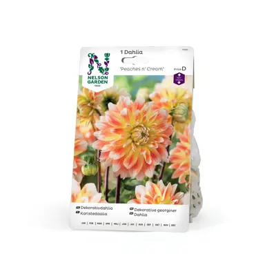 Vårløk dekorative georginer Peaches n' Cream