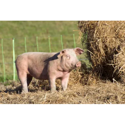 Svin Soyafri, bilde 2