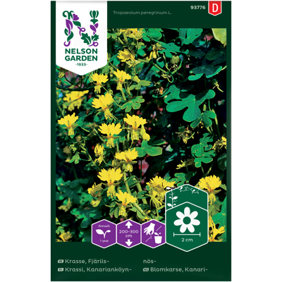 Frø blomkarse Kanari