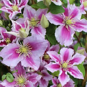 Klematis