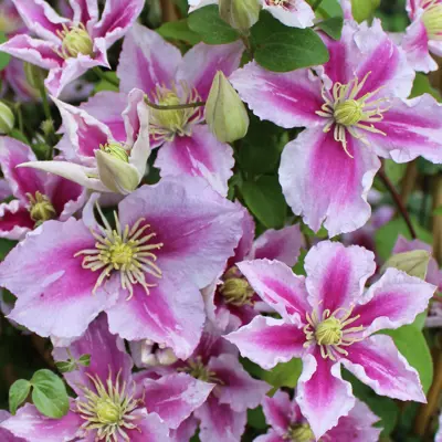 Klematis