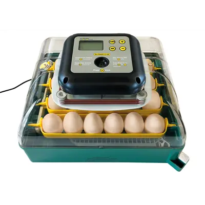 Rugemaskin 24 egg, bilde 2