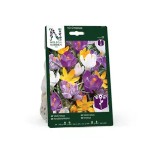 Høstløk vårkrokus