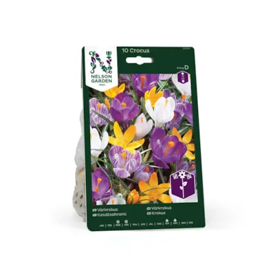 Høstløk vårkrokus