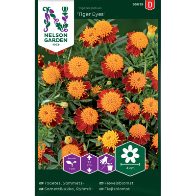 Frø fløyelsblomst Tiger Eyes