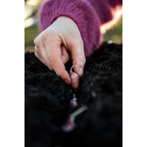 Setteløk hvitløk Primor/Sprint