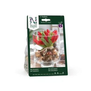 Høstløk tulipan Brilliant Star