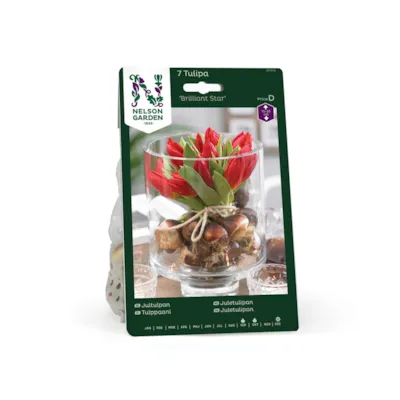 Høstløk tulipan Brilliant Star
