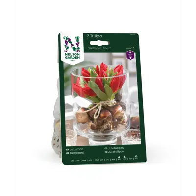 Høstløk tulipan Brilliant Star