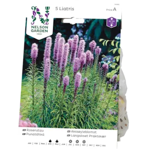 Vårløk akssøyleblomst