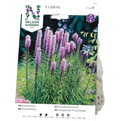 Vårløk akssøyleblomst