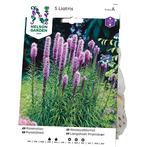 Vårløk akssøyleblomst