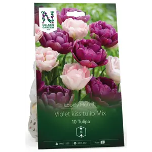 Høstløk tulipan Violet kiss tulip Mix LM
