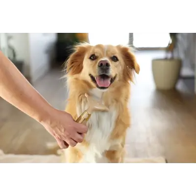 Karde underull, bilde 5