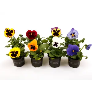 Stemor Viola hybrid