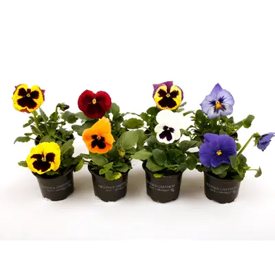 Stemor Viola hybrid, bilde 2