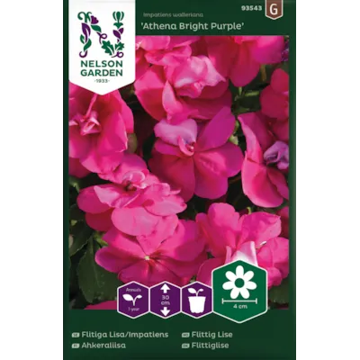 Frø flittig Lise Athena Bright Purple