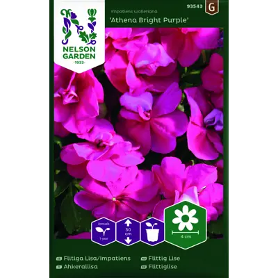 Frø flittig Lise Athena Bright Purple