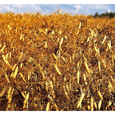 Lempi Kl C2 Erter 600 kg