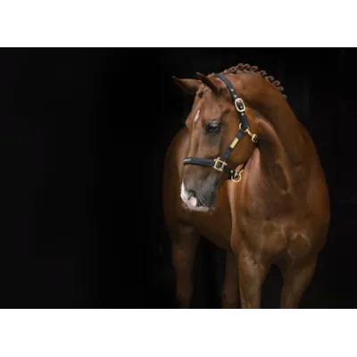 Grime Equestrian svart