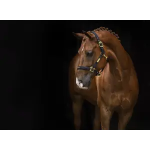 Grime Equestrian svart