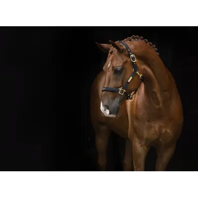 Grime Equestrian svart