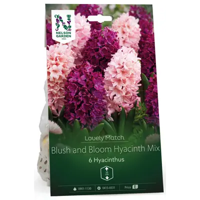 Høstløk hyasint Blush & Bloom Hyacinth Mix