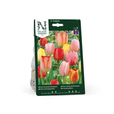 Høstløk darwinhybridtulipan mix