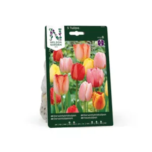 Høstløk darwinhybridtulipan mix