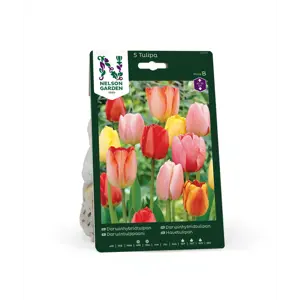 Høstløk darwinhybridtulipan mix