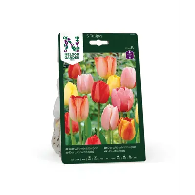 Høstløk darwinhybridtulipan mix