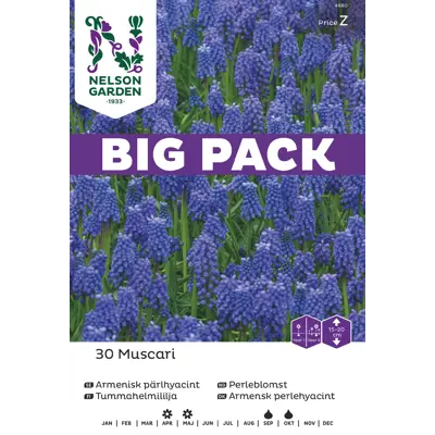 Høstløk perleblomst, bilde 3