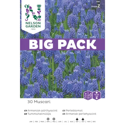 Høstløk perleblomst, bilde 3