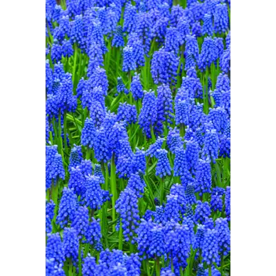 Høstløk perleblomst, bilde 2