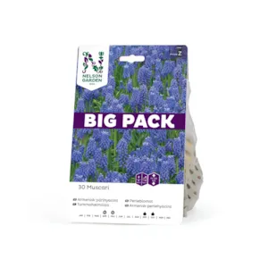 Høstløk perleblomst