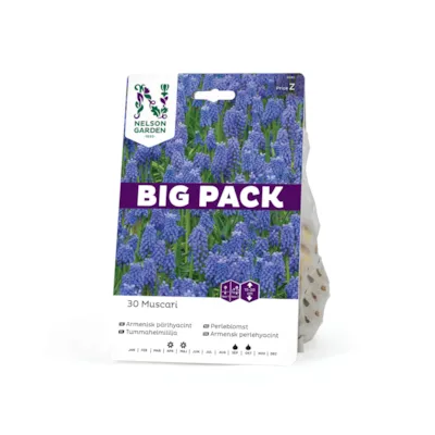 Høstløk perleblomst