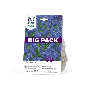 Høstløk perleblomst