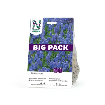 Høstløk perleblomst