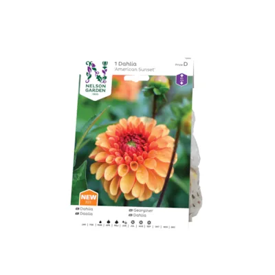 Vårløk georgine American Sunset