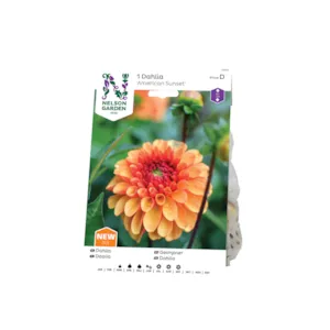 Vårløk georgine American Sunset