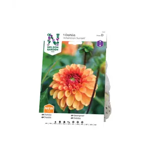 Vårløk georgine American Sunset