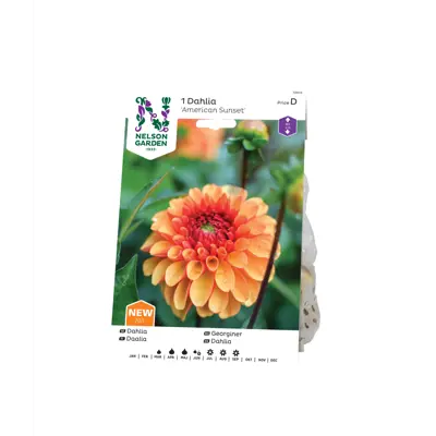 Vårløk georgine American Sunset