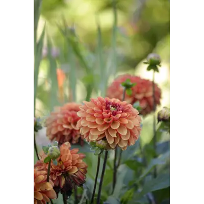 Vårløk georgine American Sunset, bilde 3