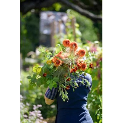 Vårløk georgine American Sunset, bilde 4