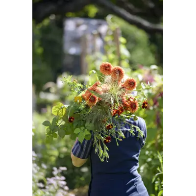 Vårløk georgine American Sunset, bilde 4