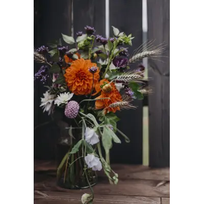 Vårløk georgine American Sunset, bilde 2