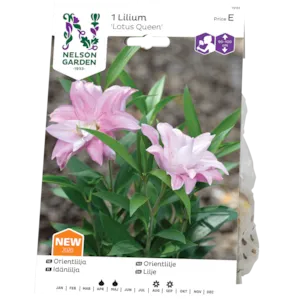 Vårløk orientlilje Lotus Queen