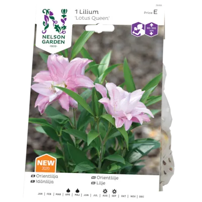Vårløk orientlilje Lotus Queen