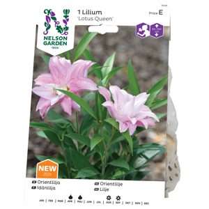 Vårløk orientlilje Lotus Queen